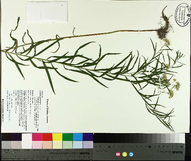 Image of Euthamia graminifolia