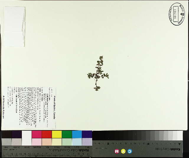 Image of Euphorbia maculata