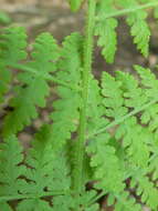 Image of eastern hayscented fern