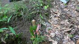 Image de Poa saltuensis Fernald & Wiegand