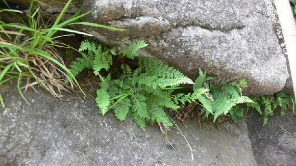 Image of rusty woodsia