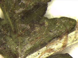 Image of Polypodiopsida