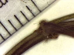 Plancia ëd Fallopia cilinode (Michx.) Holub