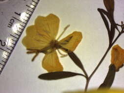 Imagem de Oenothera perennis L.