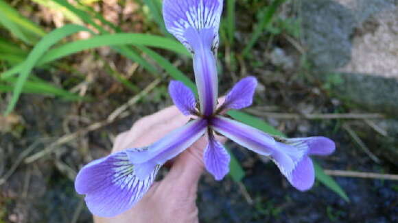 Image de blue flag iris versicolore