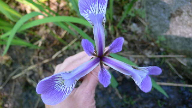 Image de blue flag iris versicolore