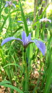 Image de blue flag iris versicolore