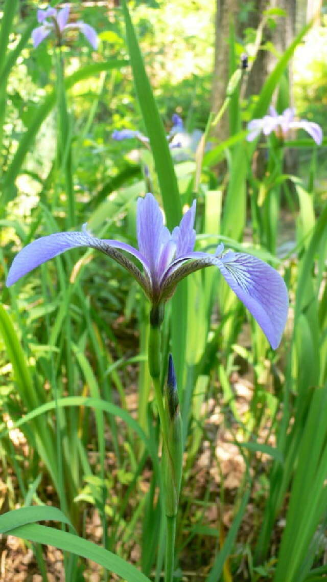 Image of blue flag