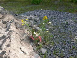 Image of St John's wort