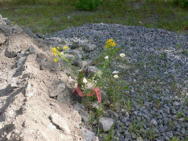 Image of St John's wort