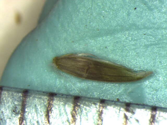Plancia ëd Glyceria melicaria (Michx.) F. T. Hubb.