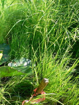 Plancia ëd Glyceria melicaria (Michx.) F. T. Hubb.