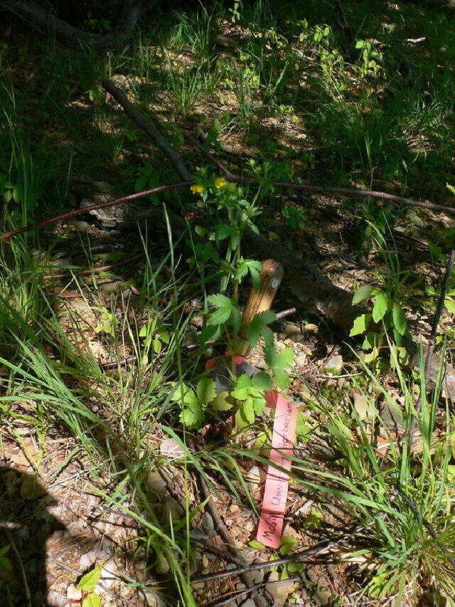 Image of Norwegian cinquefoil