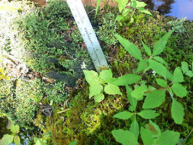 Image of Alpine enchanter’s-nightshade