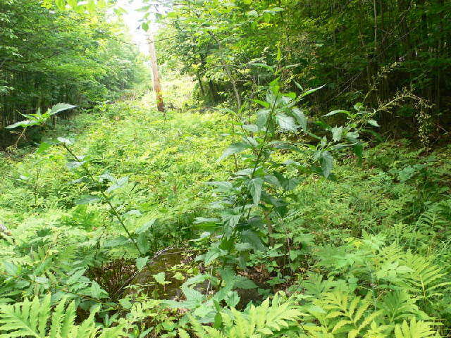 Image of American figwort