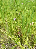 Image of Allegheny monkeyflower