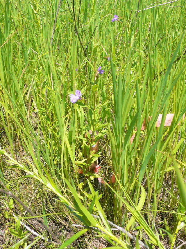 Plancia ëd Mimulus ringens L.