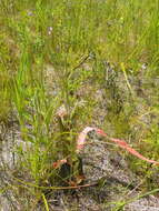 Слика од Epilobium ciliatum Rafin.