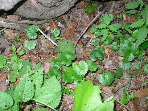 Hydrocotyle americana L. resmi