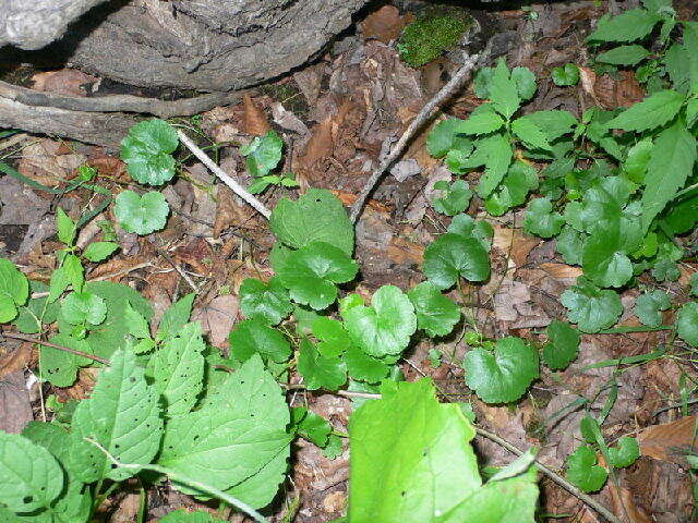 Hydrocotyle americana L. resmi