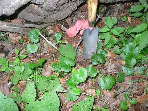 Imagem de Hydrocotyle americana L.