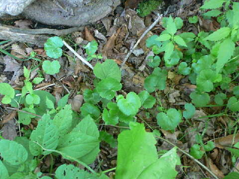 Hydrocotyle americana L. resmi