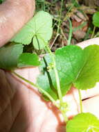 Hydrocotyle americana L. resmi