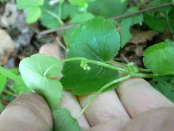 Hydrocotyle americana L. resmi