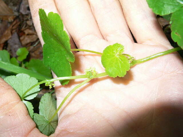 Hydrocotyle americana L. resmi