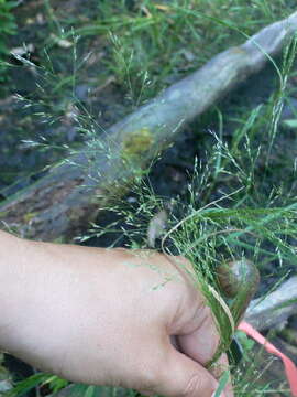 Image of upland bentgrass