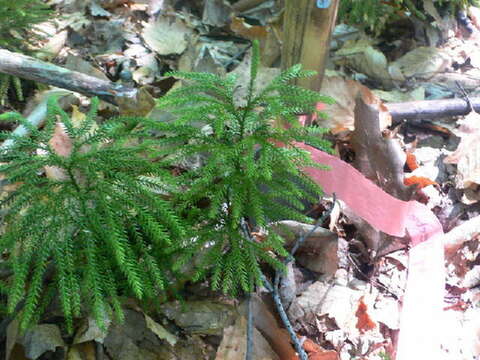 Image of Prickley Tree-Club-Moss