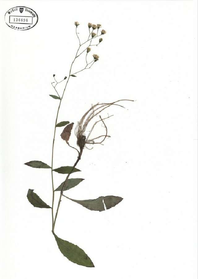 Image of Hieracium paniculatum L.