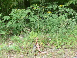 Image of Euthamia graminifolia