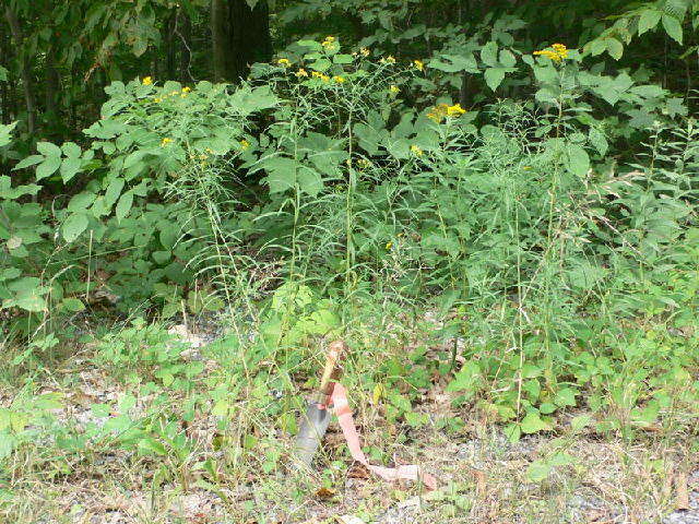 Plancia ëd Euthamia graminifolia