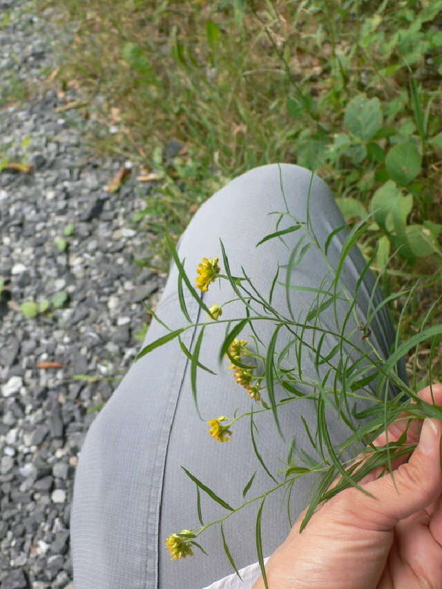 Plancia ëd Euthamia graminifolia