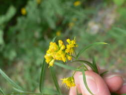 Image of Euthamia graminifolia