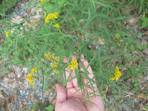 Image of Euthamia graminifolia