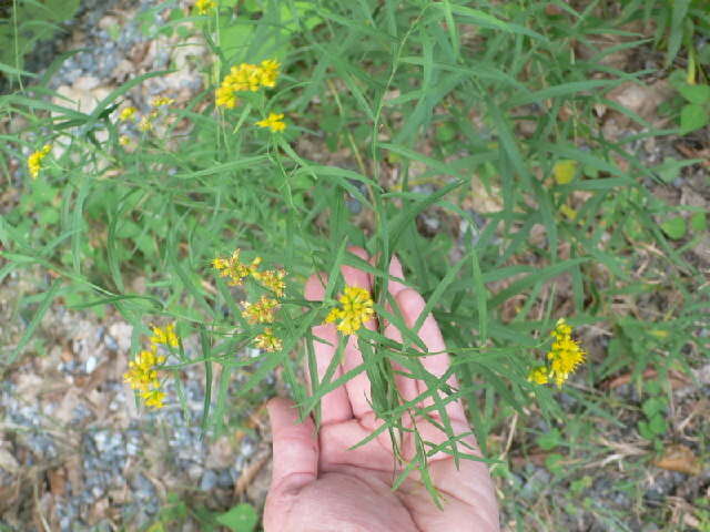 Plancia ëd Euthamia graminifolia