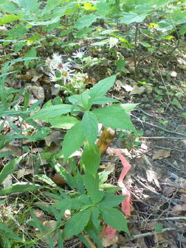 Image of Whorled Nodding-Aster