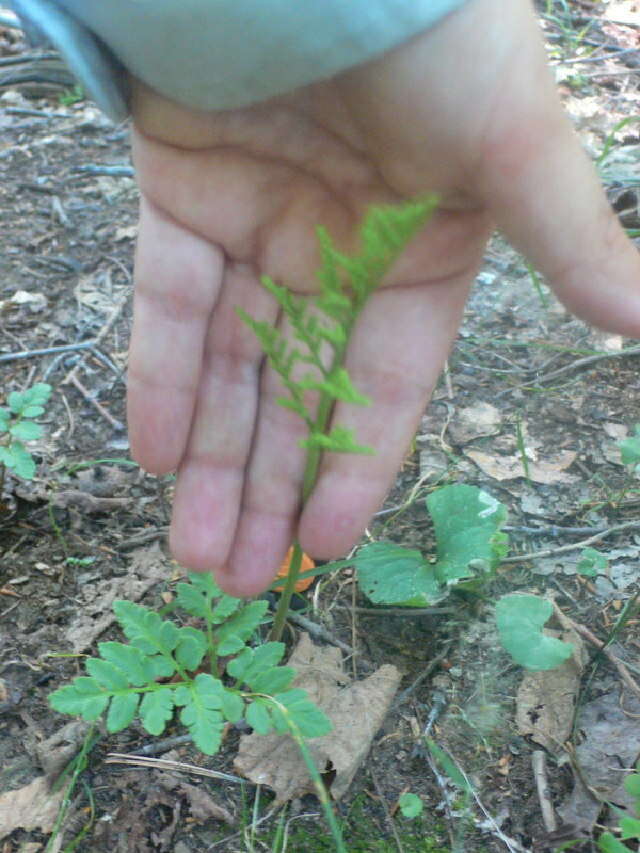 Image of Cut-Leaf Grape Fern