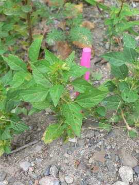 Image de Acalypha virginica var. rhomboidea (Raf.) Cooperr.