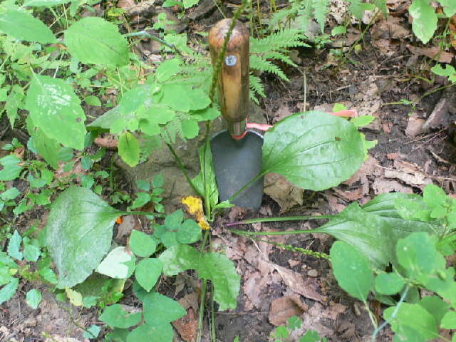 Image of blackseed plantain