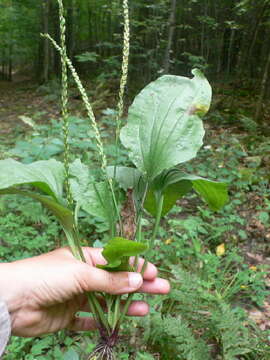 Image of blackseed plantain