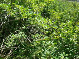 Ilex verticillata (L.) A. Gray resmi