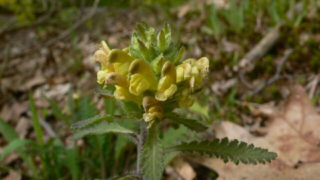 Imagem de Pedicularis canadensis L.