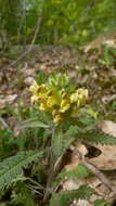 Image of Canada lousewort