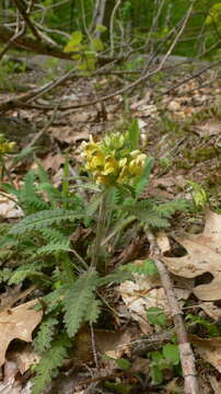 Image of Canada lousewort