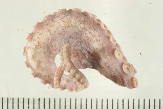 Image de Octopus rubescens Berry 1953