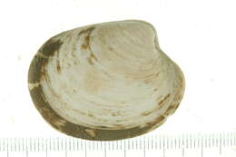 Image of butter clams