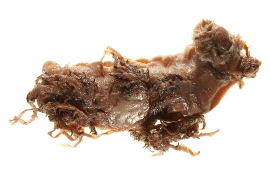 Image of Dendronotus nanus